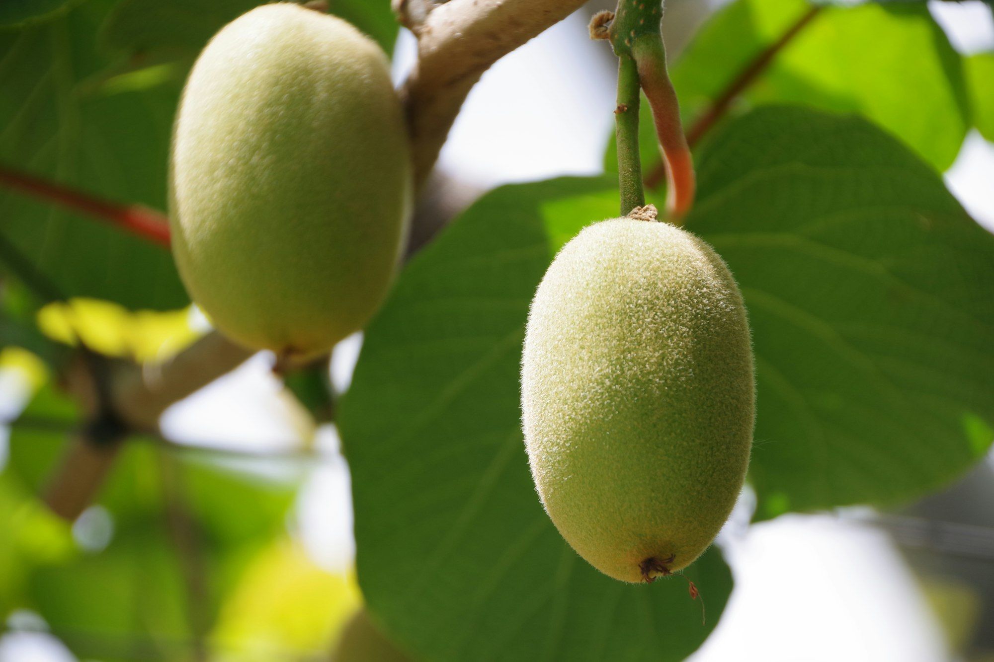 Two kiwifruit growing on the vine in a Tauranga orchard