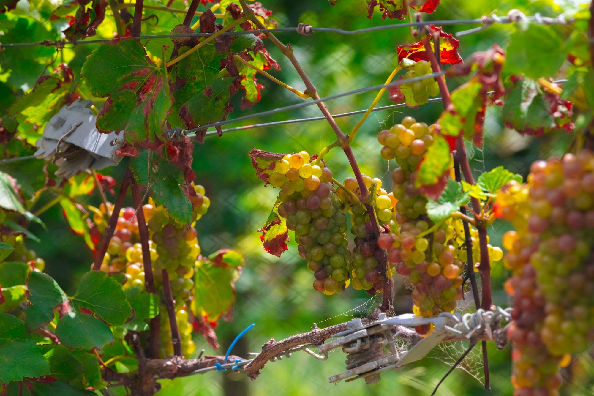 Bunches of grapes on the vine ahead of harvest at a New Zealand vineyard