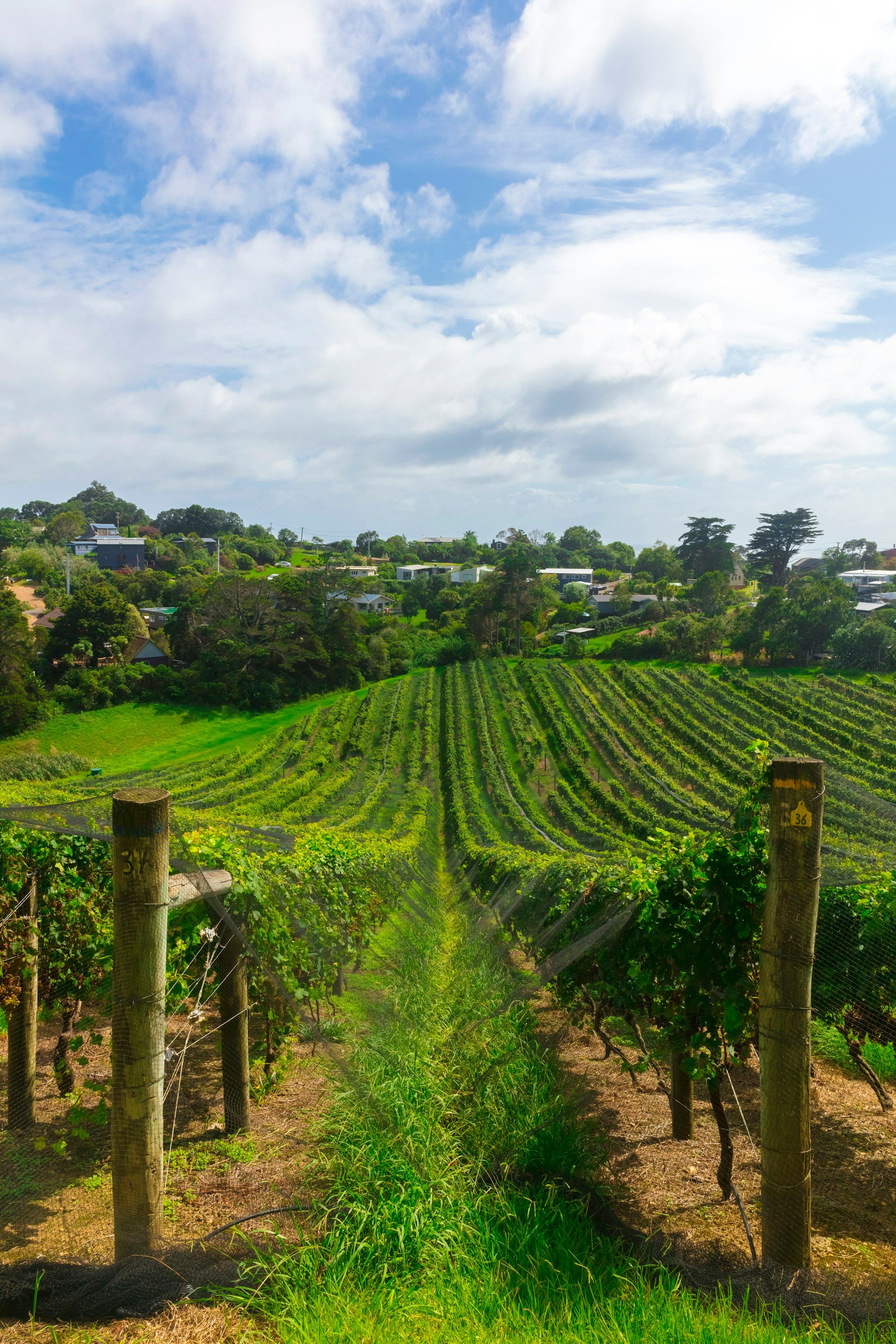 Rows of grape vines running down a hillside vineyard in Auckland